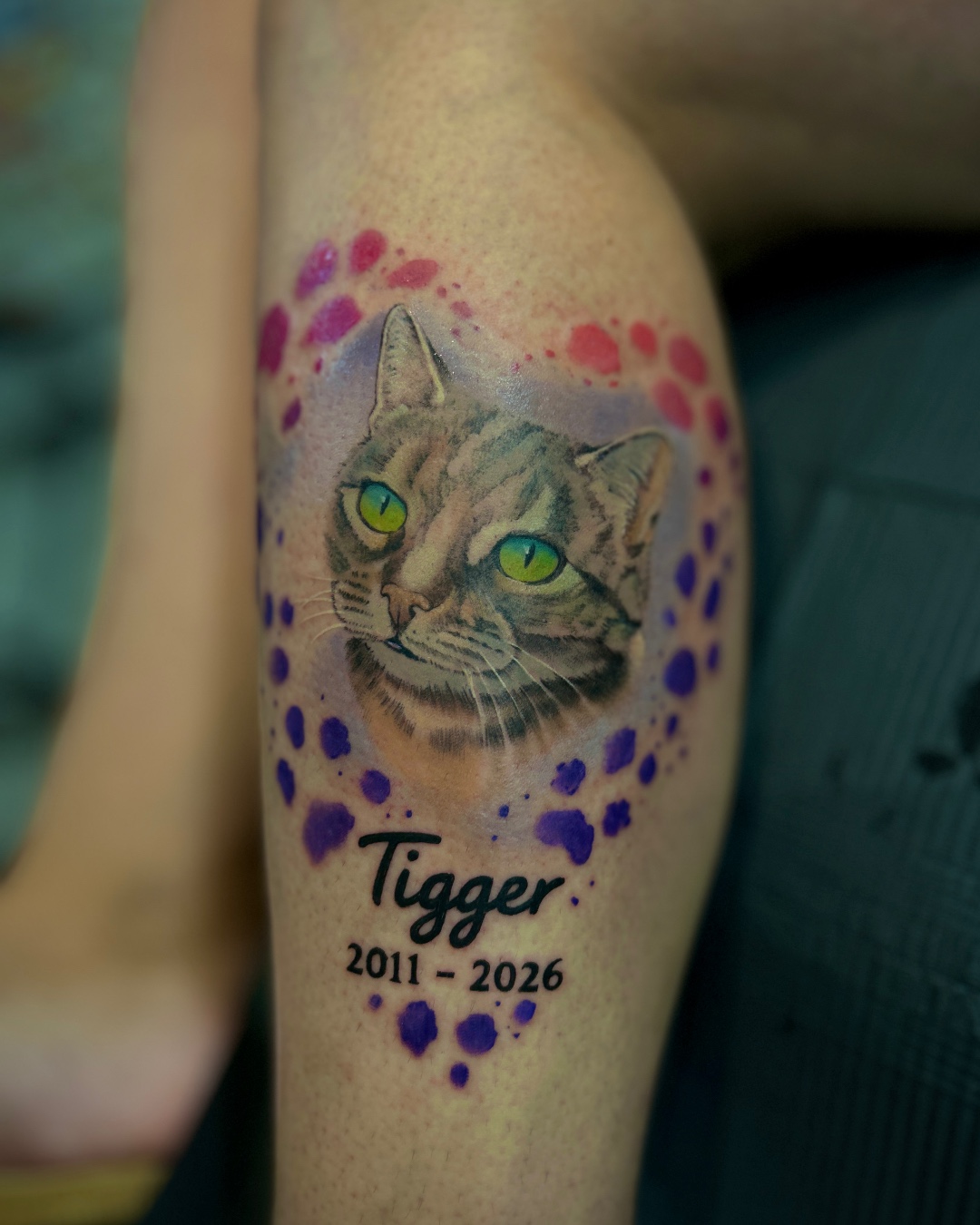 Cat portrait