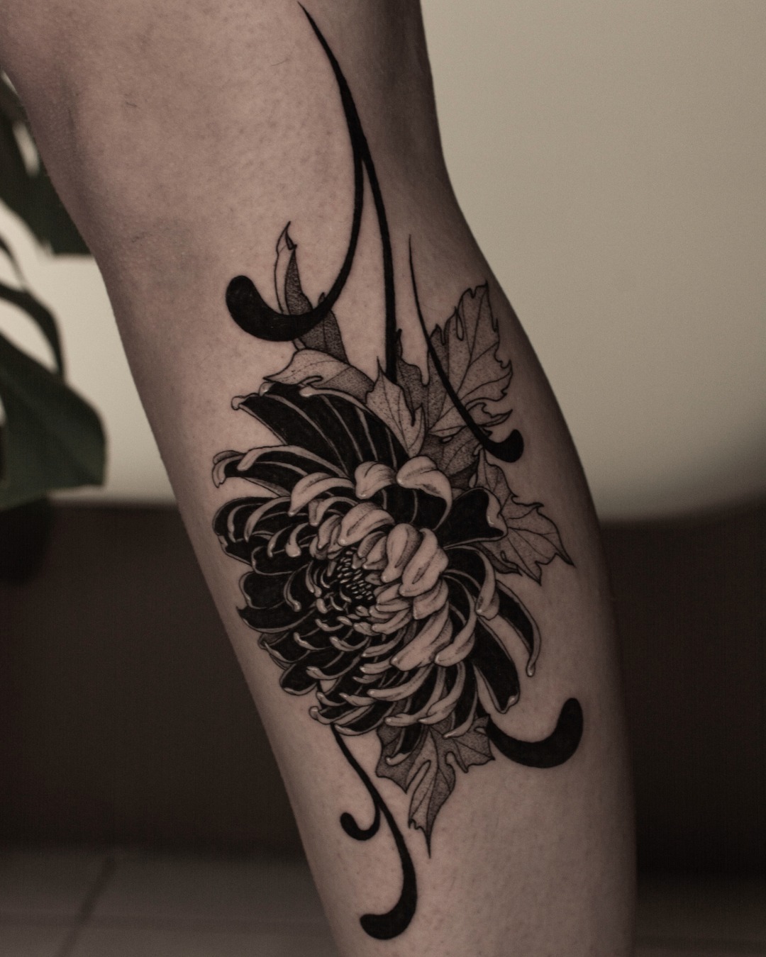 Chrysanthemum flow