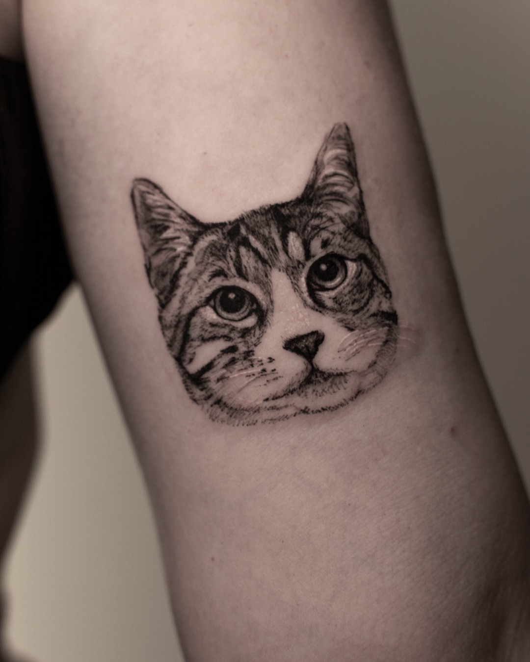 Tabby Cat Portrait