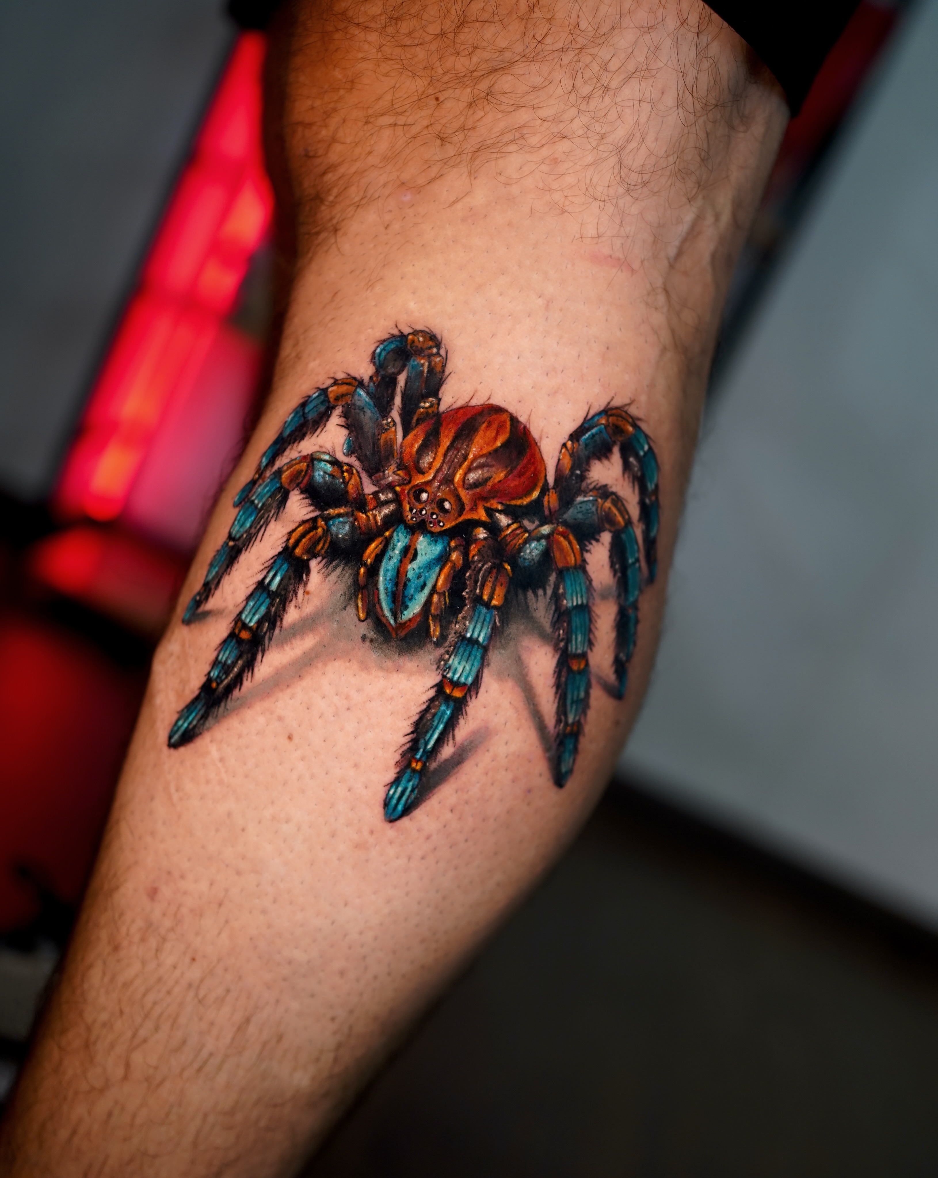 Blue-Legged Tarantula