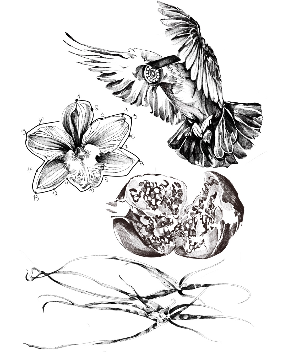 Flight, Bloom & Fruit: Nature Study Sketch