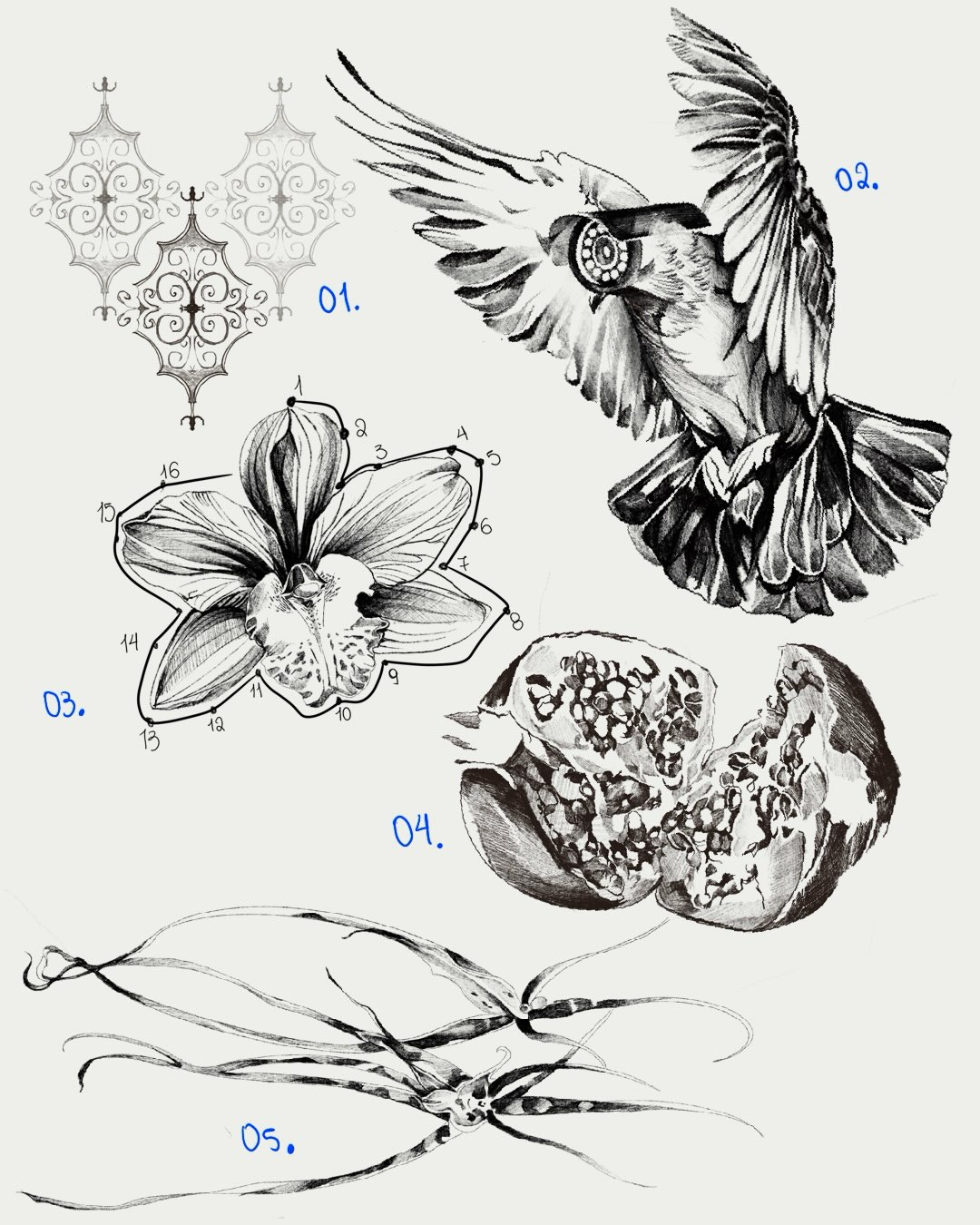 Nature Study: Owl, Orchid & Pomegranate Sketchbook
